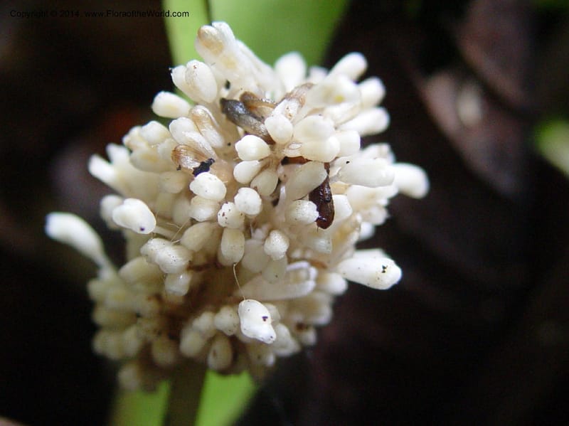 Palisota barteri--Cameroon. Bimbia Mangrove Nat. Trail. 8 Dec 2003. 616 (2).jpg