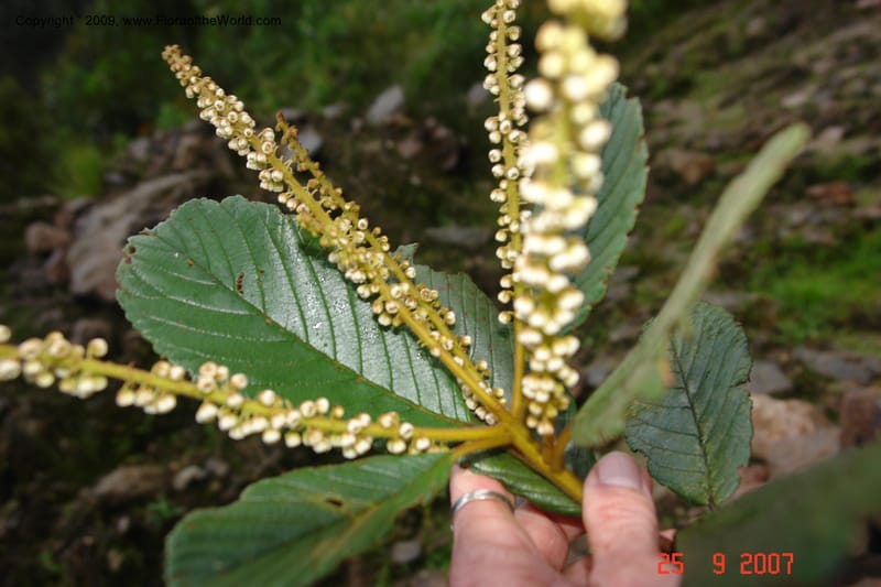 Clethra, D. Neill 16019--Ecuador.Prov.ZamoraC.ResTapichalaca-roadside 25 Sep 2007 172 (7).jpg