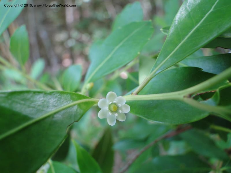 Ilex glabra, Mori, S 27396, USA, North Carolina, Johnson Co., Hwy 50, 3 km SE of Benson, 21 May 2010 (20).JPG