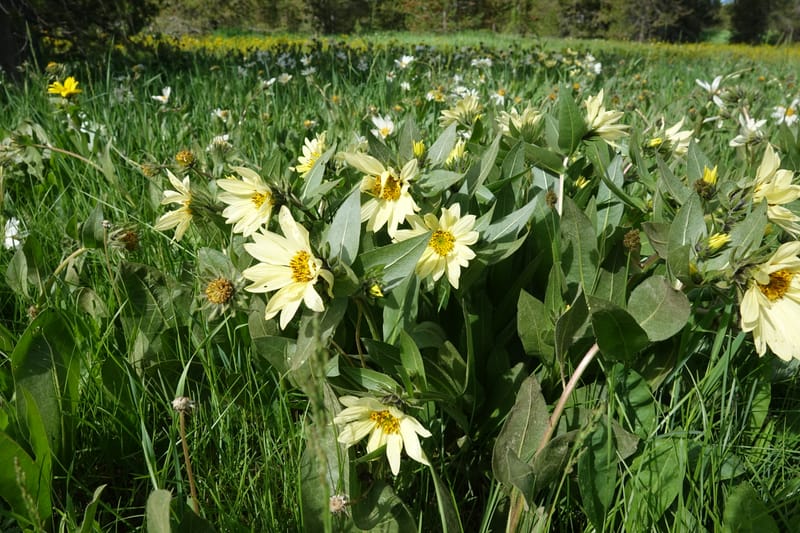 Wyethia amplexicaulis, C. Davidson 13642--ID. Fremont Co. Henry's Fork Lodge. 16 Jun 2017. DSC02055 (19).JPG