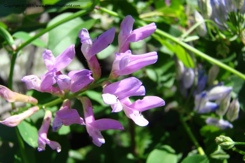 Vicia americana, C. Davidson 11391--Idaho. Idaho Co. Salmon River. Shepp Ranch. 28 May 2009. 172.jpg