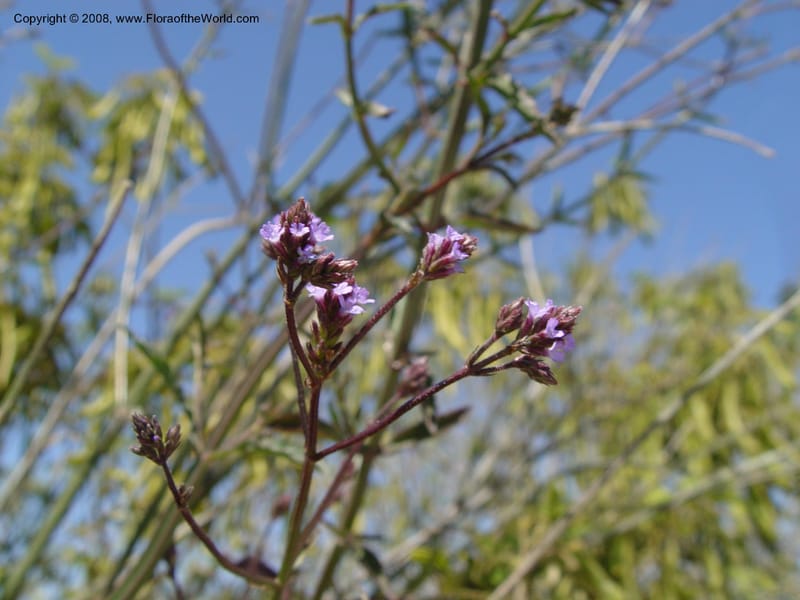 Verbena littoralis, 1999.01160--Spain. Barcelona Botanic Garden. 21 Apr 04. 165.jpg