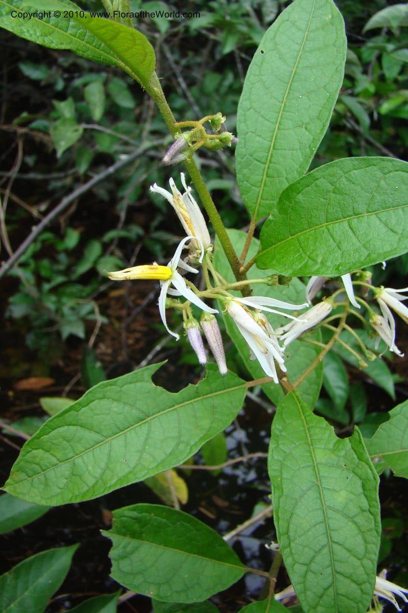 Solanum, RVasquez34842--Peru. Loreto. Dist. Nauta. Qbda Nawapa, Rio Tigre. 11 Nov 08. 005.jpg