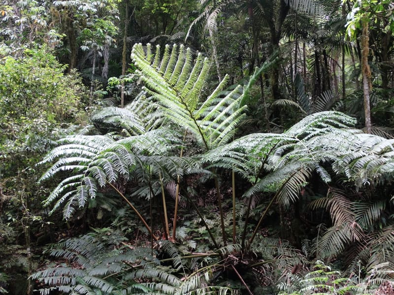Angiopteris, Munzinger, J 7403--New Caledonia. Haute Robinson. 11 Nov. 2015. DSC00909 (300).JPG