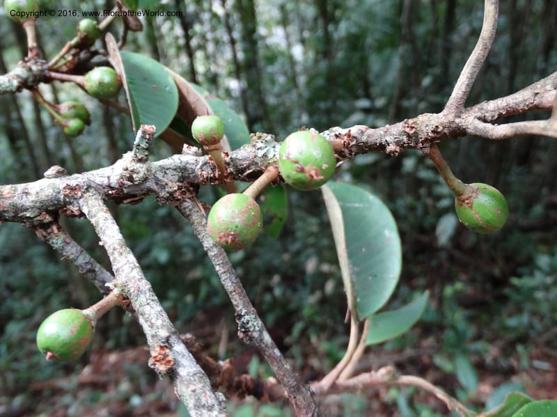 Palaquium, Davidson, C 12740--Sabah. Mt. Kinabalu. Bundu Tuhan Trail. 11 Oct 2014. DSC04153 (138).JPG