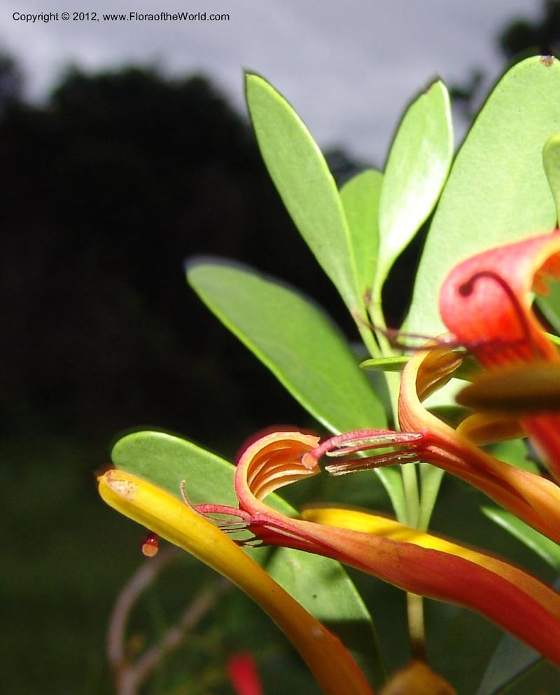 Bakerella sp. unk., Rogers, Z 860-Madagascar  129 (11).jpg