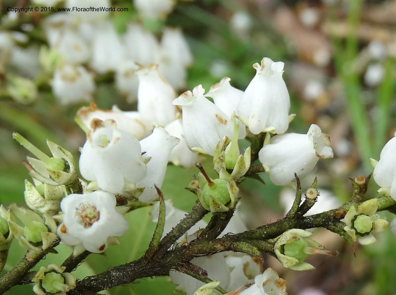 Pieris floribunda, Davidson, C 12956--North Carolina. Trans. Co. Devil's Courthouse View. 12 May 2015. DSC04151 (16).JPG
