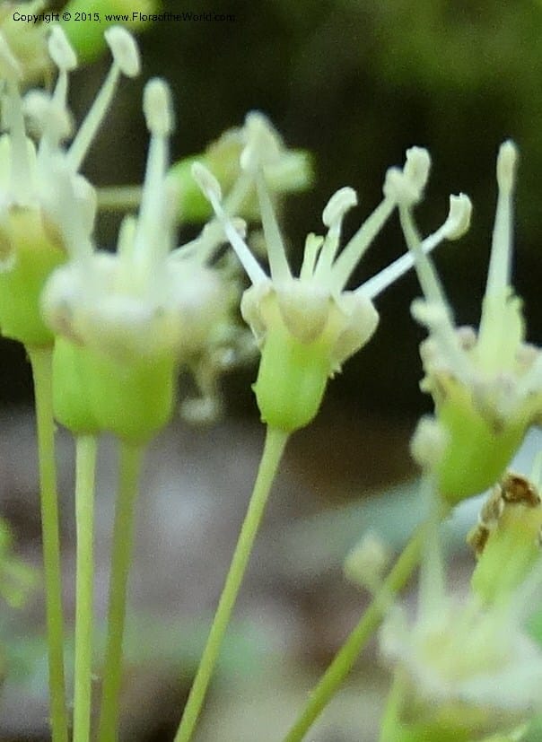 Aralia nudicaulis, Davidson, C 12999--North Carolina. Macon Co. Horse Cove Rd. 14 May 2015. DSC05455 (8).JPG