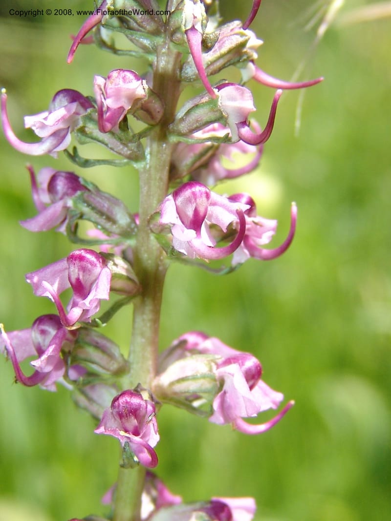 Pedicularis groenlandica--ID. Valley Co. Payette Lake. Sylvan Beach reservoir. 24 Jul 05. 157.jpg