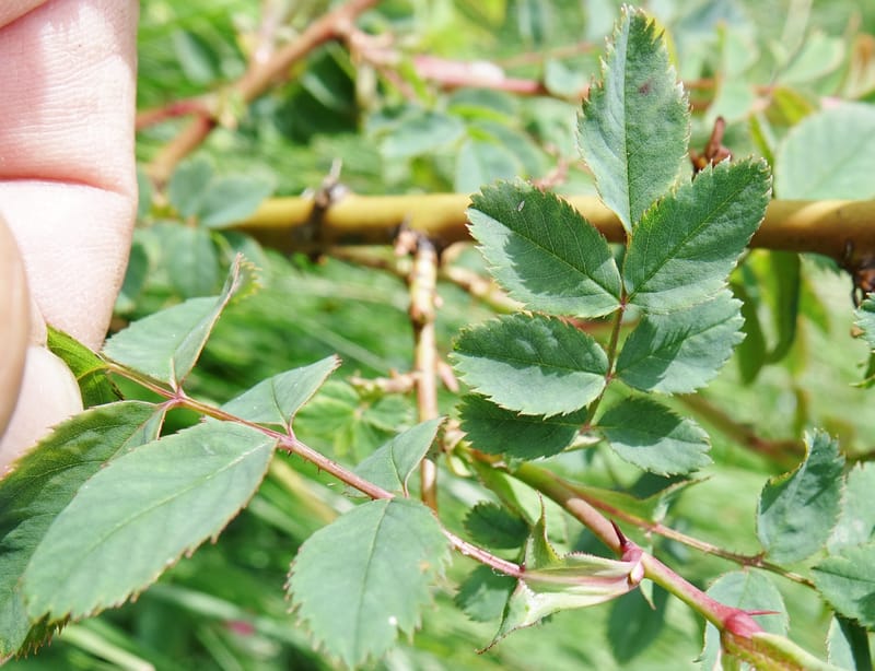 Rosa pendulina, Davidson, C 13265--Switzerland. Oberwald. Chapel St. Nikolas. 2 Jul 2016. DSC07728 (760).JPG