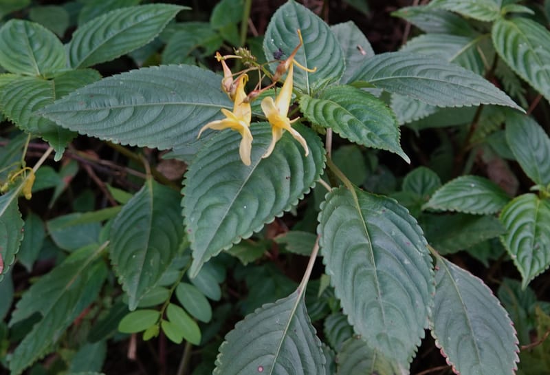 Impatiens ruiliensis, D. Boufford 44100--China. Yunnan. Lao jun Shan. 30 Apr 2018. DSC00424 (612).JPG