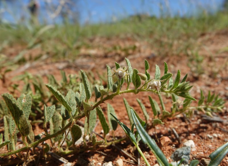 Hermannia tomentosa, L. Nanyeni 1231--Namibia. Hwy D1228, stop 1. DSC03368 (38).JPG