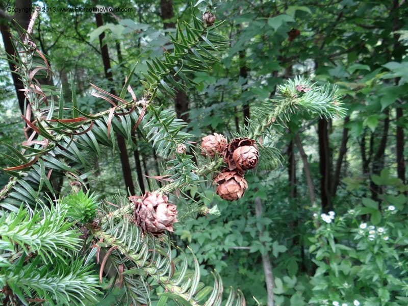 Cunninghamia lanceolata, Davidson, C 11976--China. Zhejiang Prov. Tian Mu Shan. 1 Jun 2012. DSC01264 (152).JPG