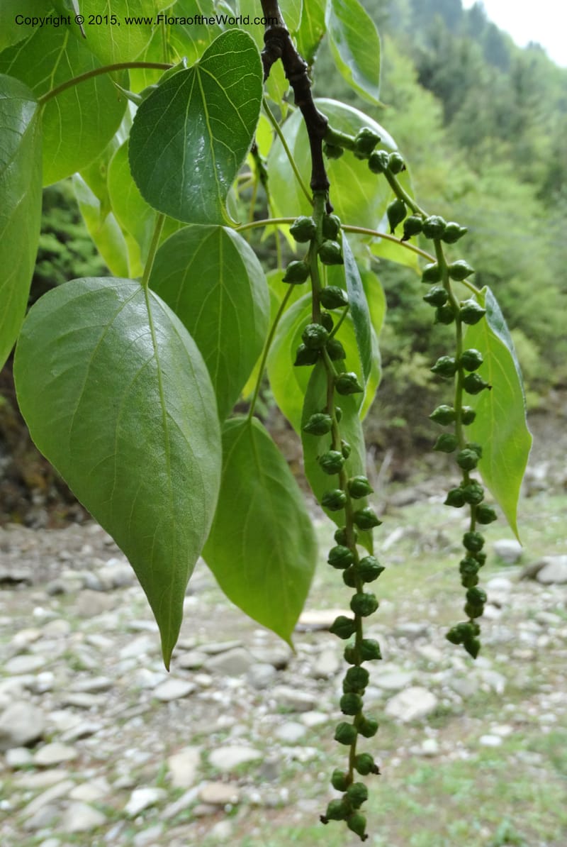 Populus, Boufford, D 43740--China. Sichuan. XinZhaZi Gou. 14 May 2014. DSC06426 (15).JPG