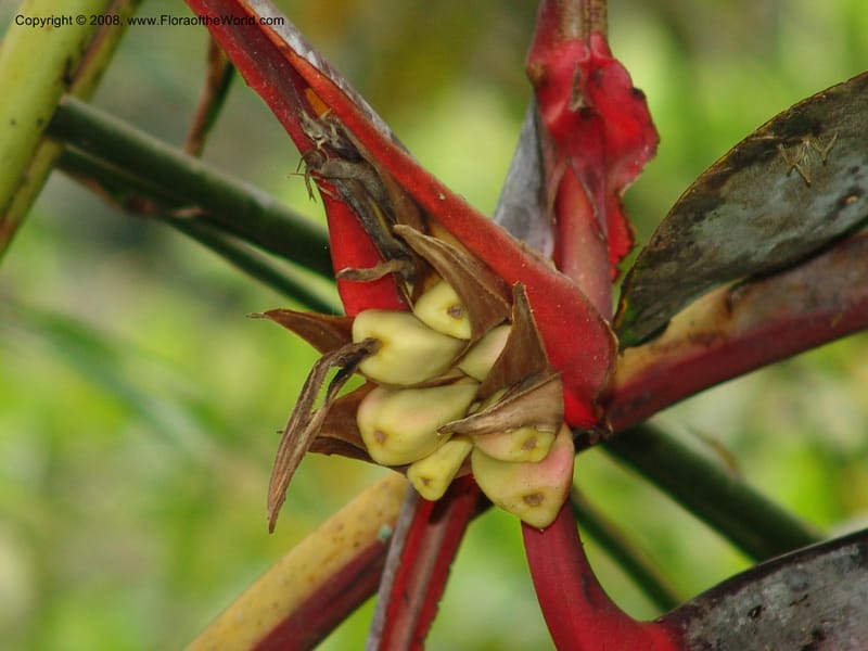Heliconia griggsiana, Croat94560--Ecuador. Prov. Pichincha. Tandayapa-Nono. 13 Feb 05. 148.jpg