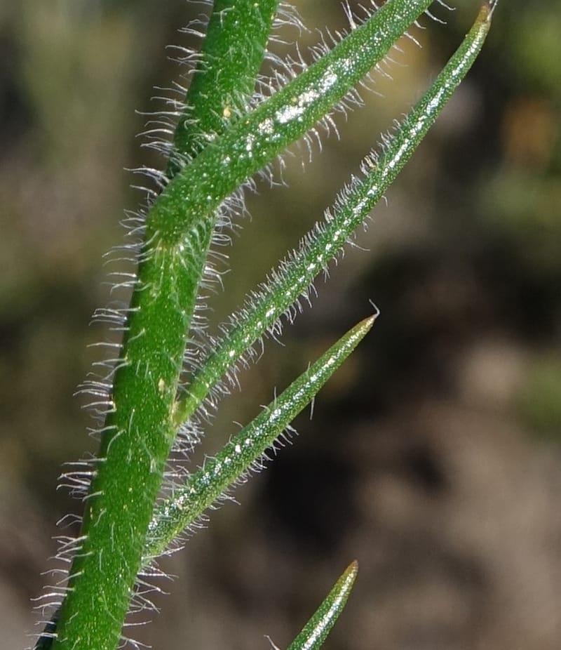 Leschenaultia hirsuta, Davidson, C 13418--Australia. W.A. Tootbardie Rd.-Coorow Rd. 23 Oct 2016. DSC04758 (23).JPG