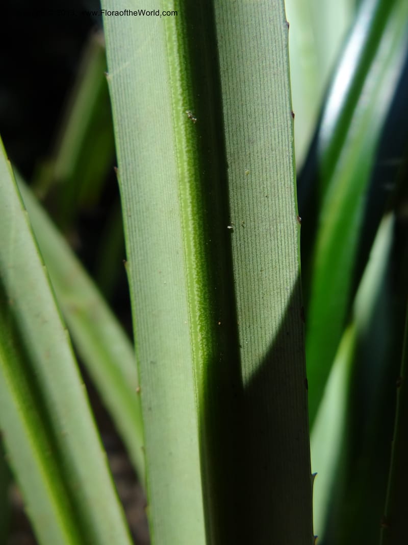 Pandanus discostigma, Callmander 1033--Malaysia. Sabah. Tahan Niaga Plantation. 8 Apr 2012. DSC07609 (38).JPG