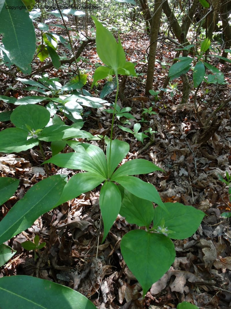 Mediola virginiana, Davidson, C 12947--North Carolina. Trans. Co. W Cradle of For. 11 May 2015. DSC03837 (57).JPG