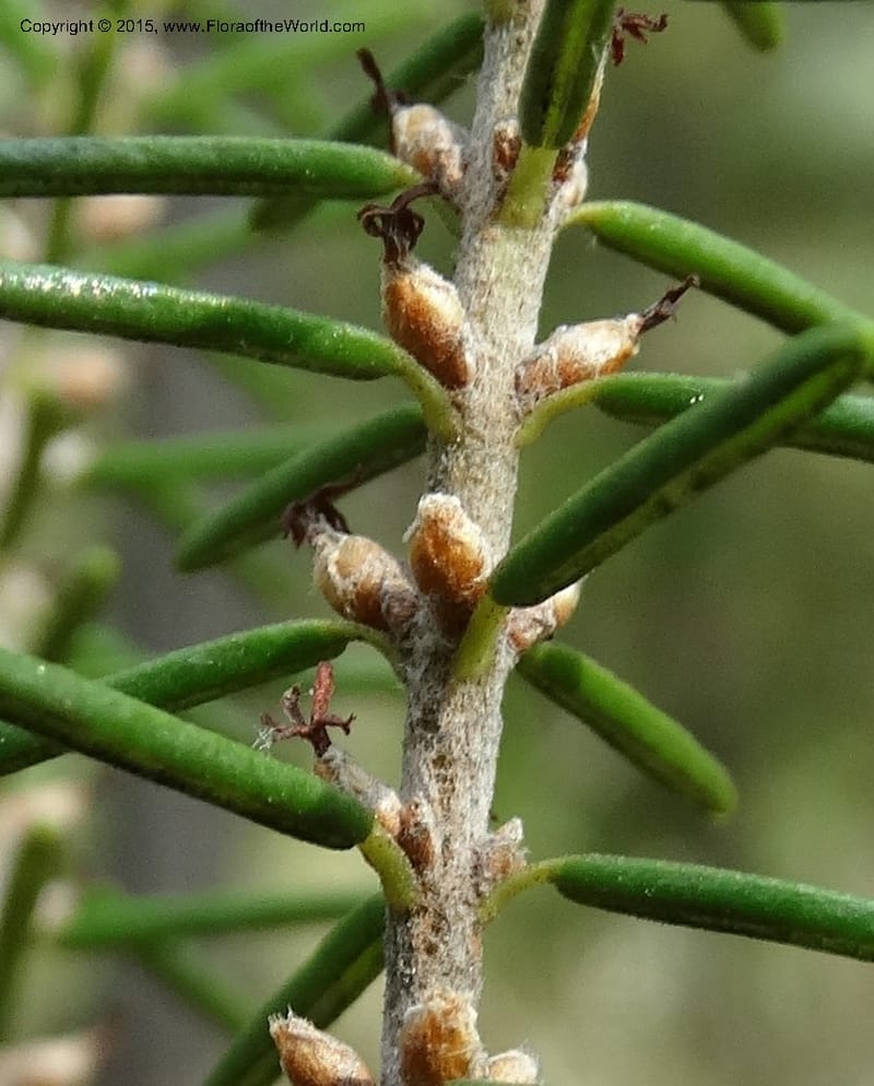 Ceratiola ericoides, Davidson, C 13062--South Carolina. Lexington Co. Redmond Rd. 20 May 2015. DSC06945 (24).JPG