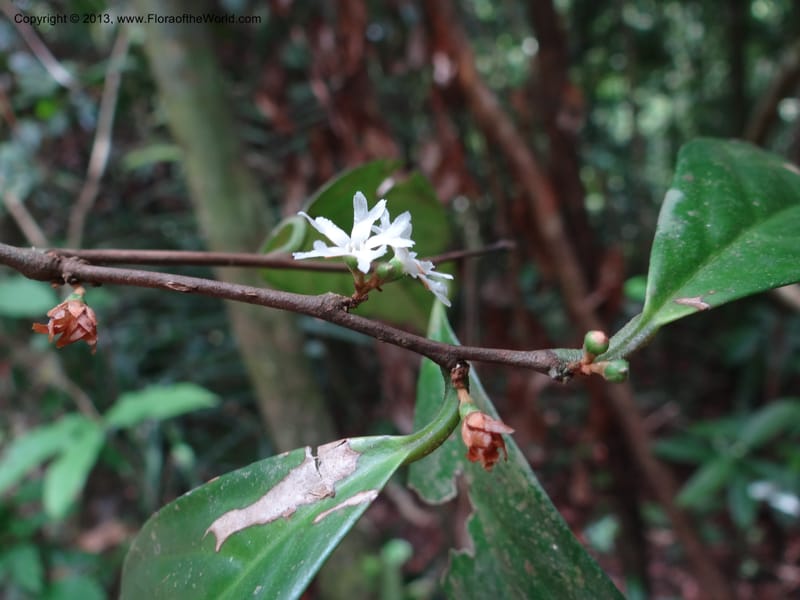 Erycibe, SAN.153261--Malaysia, Sabah. Kebun Cina. 12 Apr 2012. DSC08450 (17).JPG