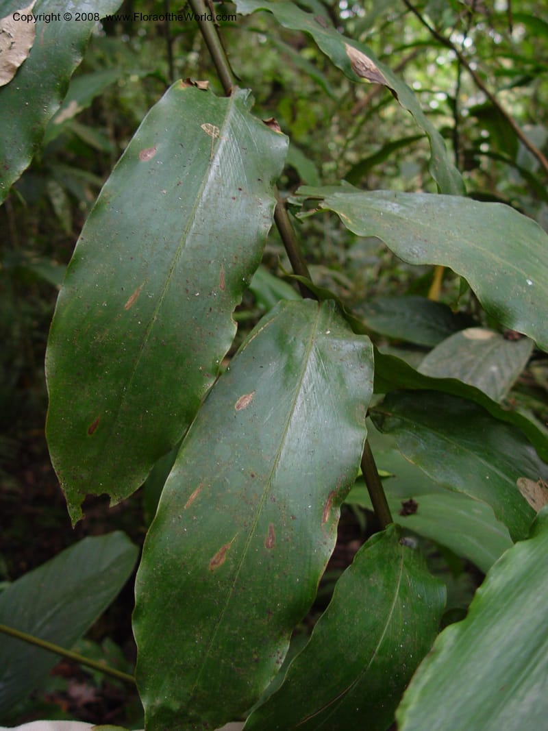 Aframomum sceptrum--Cameroon. Mt. Cameroon. 5 Dec 03. 156.jpg