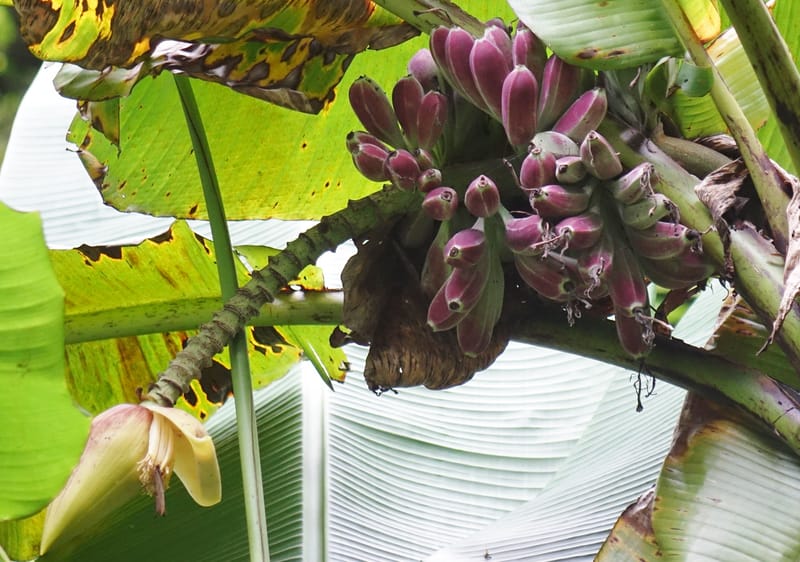 Musa formosana, Chung Kuo-Fang 3351--Taiwan. Wulai Distr. Wulai village. Hsing Hsian Trail. 19 May 2016. DSC03046 (131).JPG