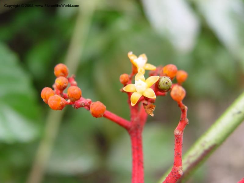 Leea guineensis--Cameroon. Mt. Cameroon. 6 Dec 03. 093.jpg