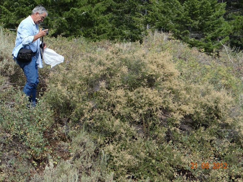 Holodiscus dumosus, Davidson, C 12105--USA, Owyhee County, Idaho, 21 Aug 2012  3158 (11).JPG