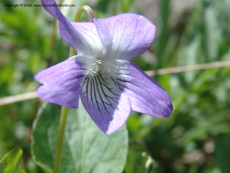 Viola somchetica--Georgia. Kazbeki . Trail-road to Sameba Church. 2 Jun 05. 044.jpg