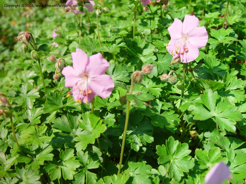 Geranium dalmaticum--France. Paris. Jardin des Plantes. 30 May 03. 054.jpg