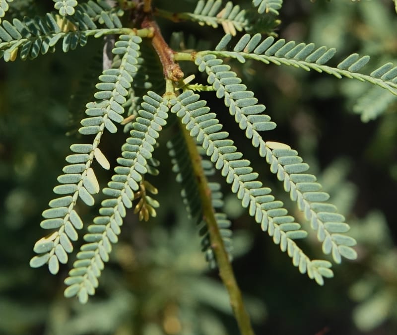 Prosopis torquata, Fortunato 13176--Argentina. Las Bretes. Stop 2. 8 Feb 2018. DSC09642 (16).JPG