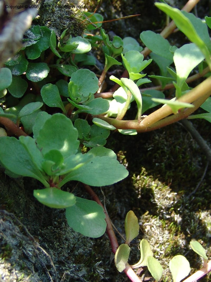 Sedum stoloniferum--Georgia. Lagodekhi  Forest Reserve. 11 Jun 05. 179.jpg
