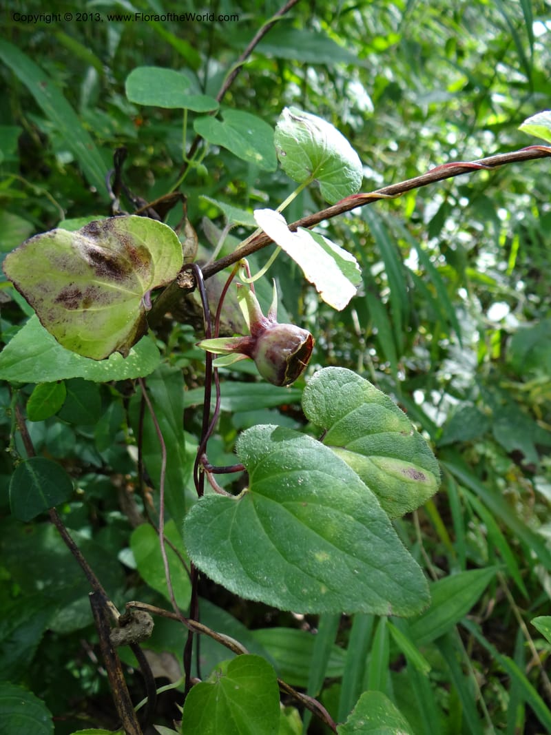 Codonopsis, VC 5577--Thailand. Chiang Mai. Doi Chiang Dao. 11 Nov 2012. DSC08648 (186).JPG