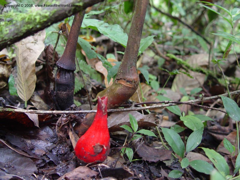 Aframomum sceptrum--Cameroon. Mt. Cameroon. 5 Dec 03. 154.jpg