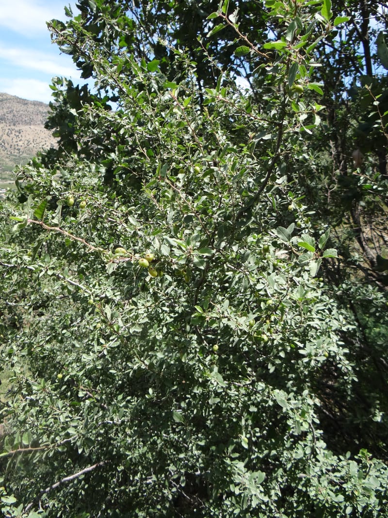 Prunus amygdalus--Iraq. Kurdistan. Shakh-i-Pira Magrun. 24 May 2013. DSC05074 (36).JPG