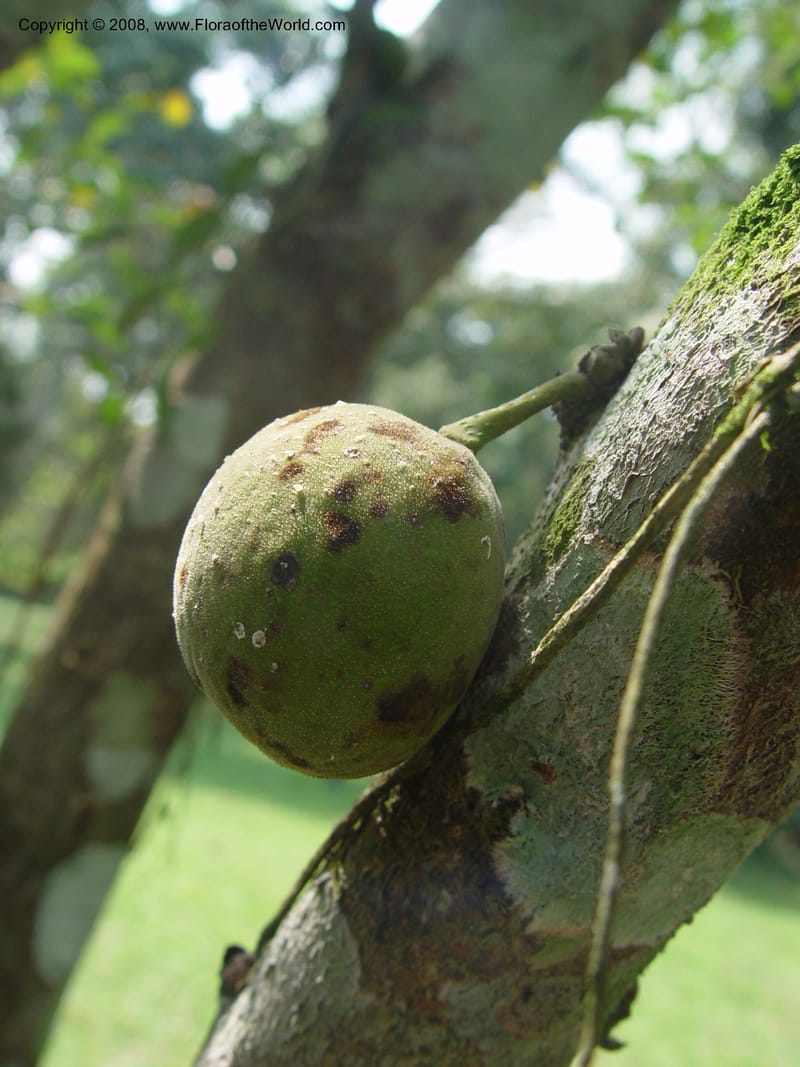 Ficus gillettii--Ghana. Aburi Botanic Garden. 11 Dec 03. 326.jpg