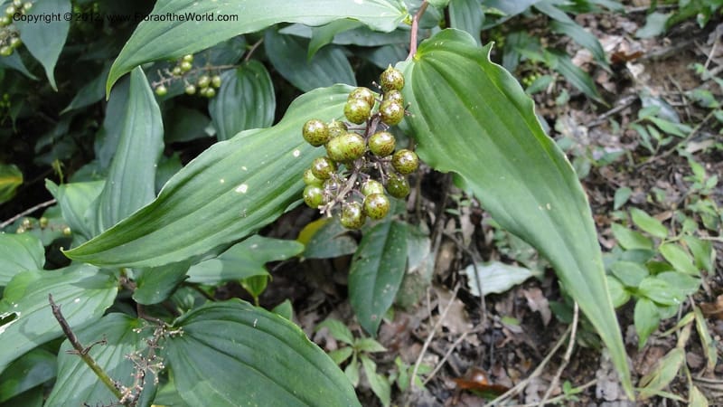 Maianthemum, J. Martinez Melendez 2197--MX. Chiapas. Tres Picos. 19 Sept 2010. 073 (3).jpg