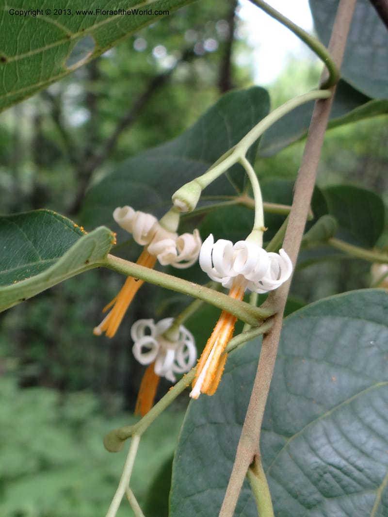 Alangium kurzii, Davidson, C 11972--China. Zhejiang Prov. Tian Mu Shan. 1 Jun 2012. DSC01264 (77).JPG