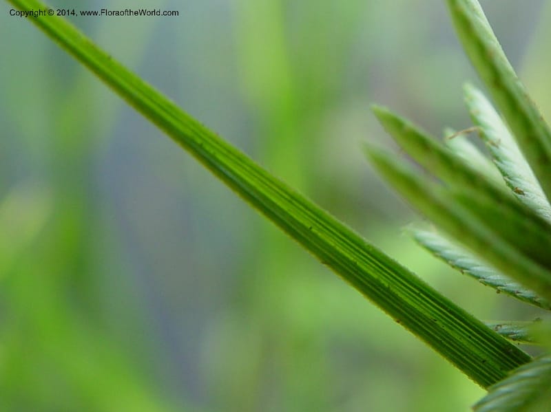 Cyperus--Japan. Toyota. Foresta Hills. CD16 Jul 03. 008 (3).jpg