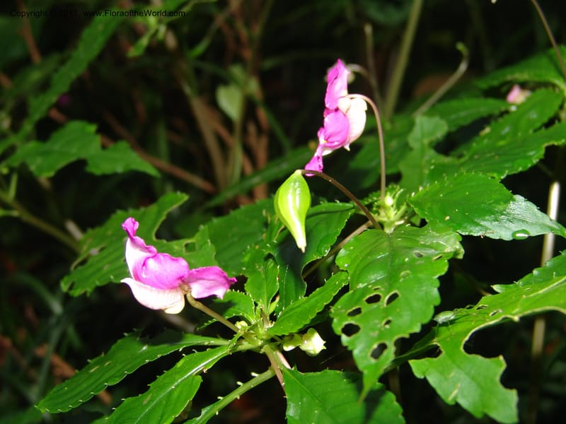 Impatiens, ROR1588--Madag. Parc Nat. Montagne d'Ambre. 11 Nov 06. 170.jpg