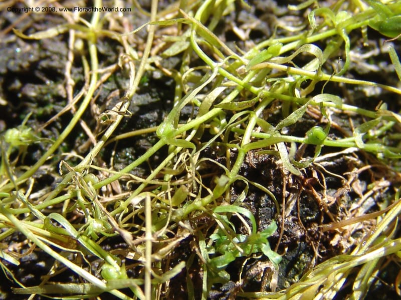 Callitriche heterophylla Pursh, CDavidson11094--ID. Idaho Co. Dredge ponds W of Warren. 8 Jul 07. 038.jpg