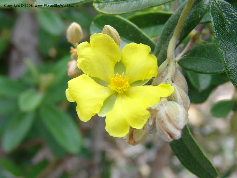 Hibbertia coriacea, not coll.--Madagascar. Prov. Toliar. Mandena Centr. Res Ecol. 19 Jan 06. 101.jpg