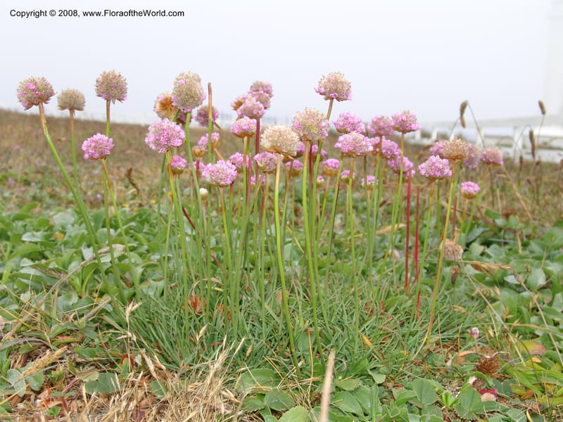 Armeria maritima ssp californica--CA. Mendocino Co. Pt. Arena Light house. 25 Jun 06. 024.jpg