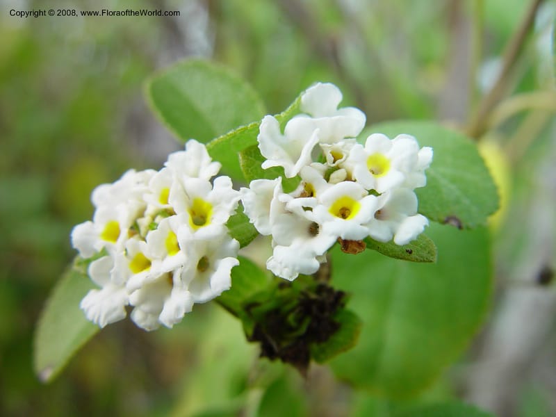 Lantana involucrata--Florida. Miami-Dade Co. Everglades Nat. Pk. Long Pine Key Trail. 15 Jan 03. 084.jpg