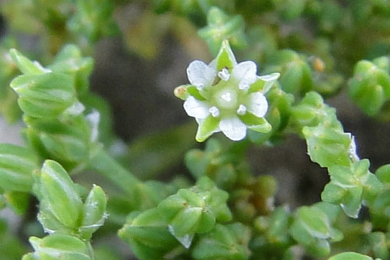 Caryophyllaceae, Regalado 1967--Viet Nam. Forest Block 19. 15 May 2011. 216 (8).jpg