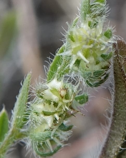 Lappula redowskii var. cupulata, C. Davidson 13659--ID. Hwy 22 W of Dubois. 17 Jun 2017. DSC02303 (101).JPG
