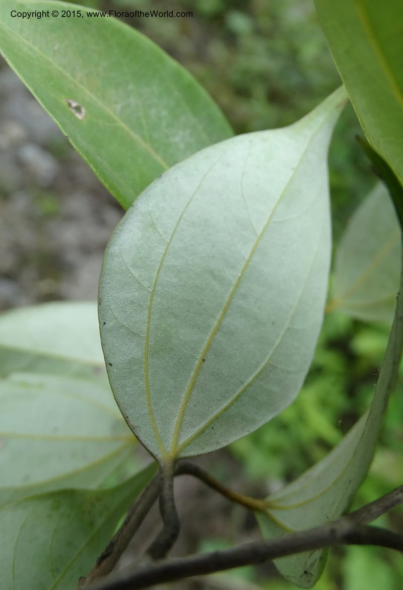 Litsea, Boufford, D 43690--China. Sichuan. LongDongZhen on Rd. to LeiYuan Shan. 13 May 2014. DSC05860 (241).JPG