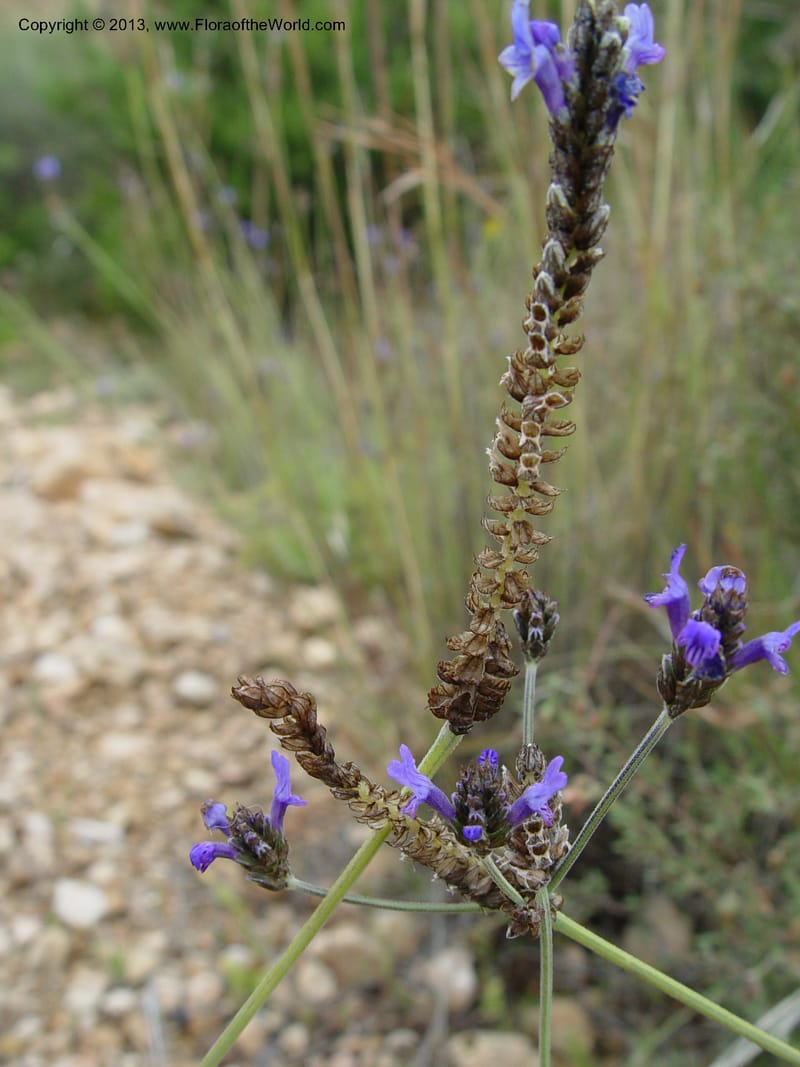 Lavandula multifida--Cabo de Gata.  16 Apr 04. 368 (5).jpg