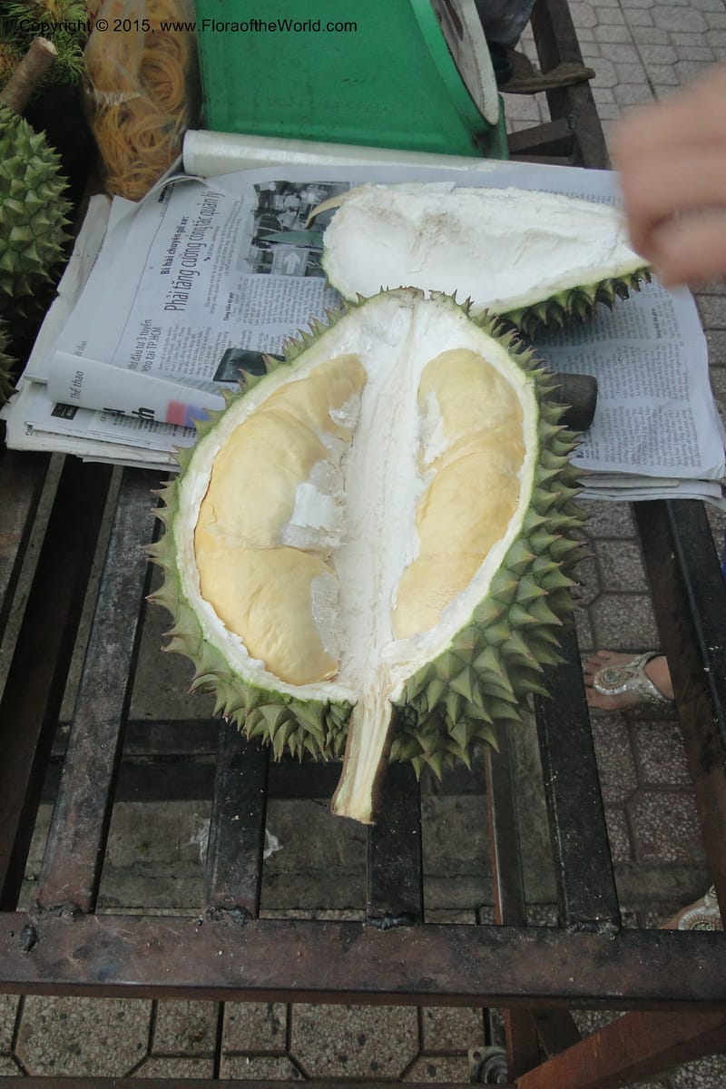 Durio zibethinus--Viet Nam. Da Ha to Tan Not R. Sta. 14 May 2011. 003 (6).jpg