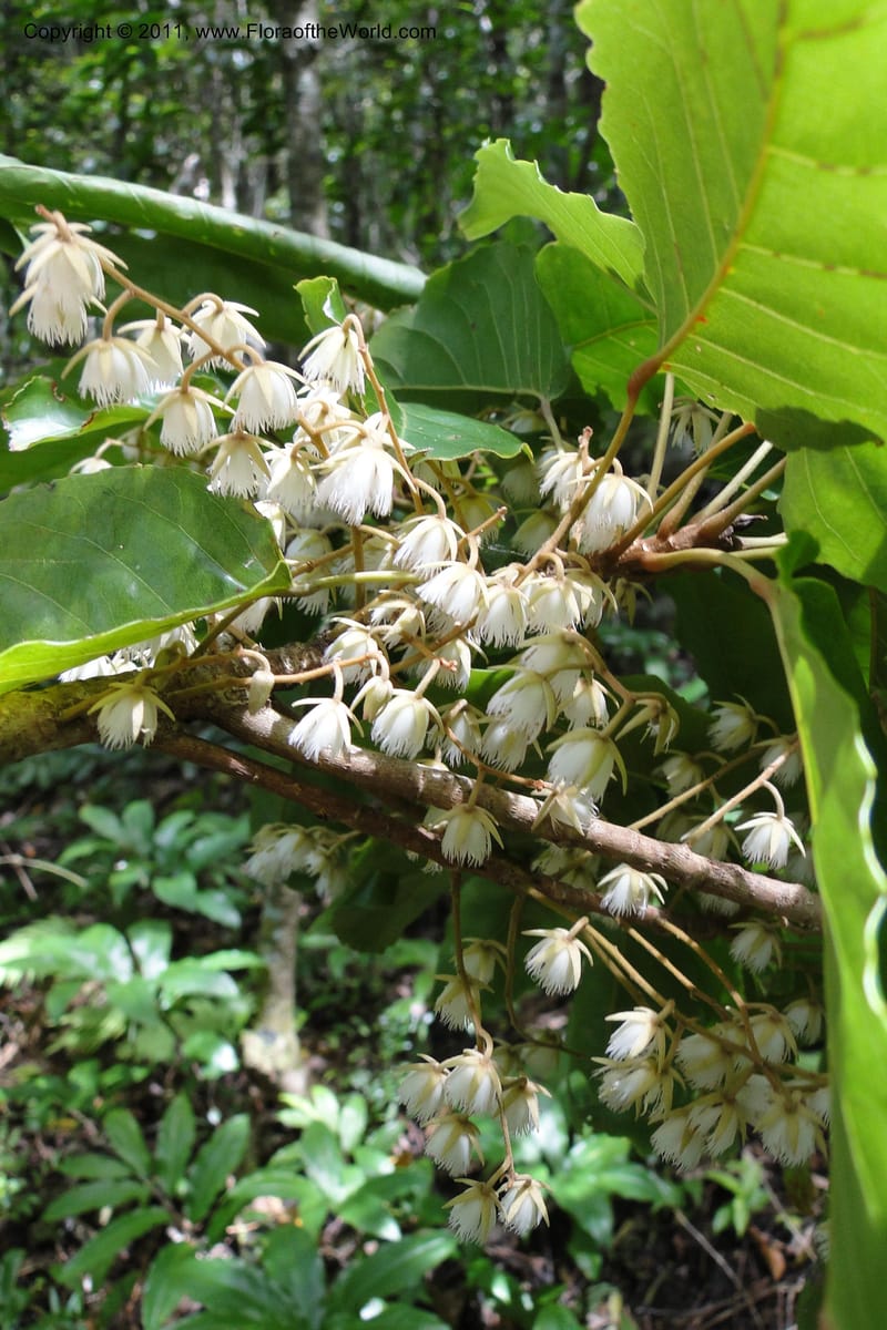 Elaeocarpus, M. Tuiwawa 4961--Fiji. Abaca Village. 11 Feb 2011. 160 (1).jpg
